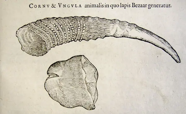 Charles de l'Ecluse, Exoticorum libri decem (Antwerp, 1605) (11290966665)