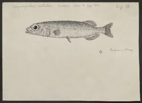 Pez talismán - Alepocephalus rostratus