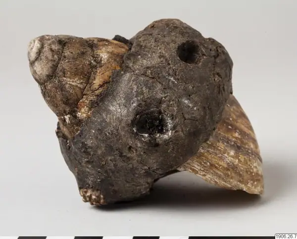 shell, fetish