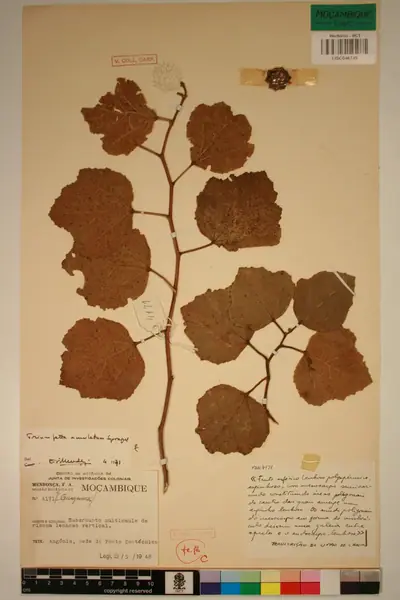 Triumfetta amuletum