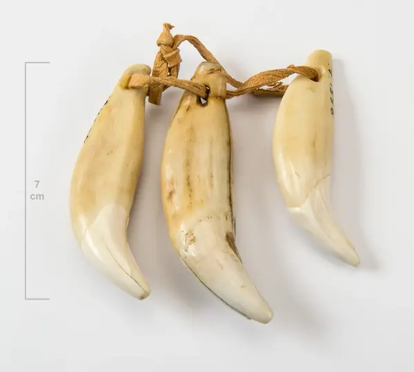 Magiska medel, björntänder, piernatjalanah amulet from Sweden