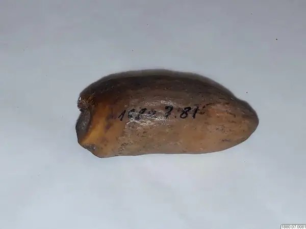 amulet, toy, toy, amulet [?], carving