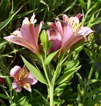 Alstroemeria 'Parigo Charm'