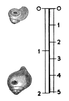 Prehistoric amulets, fossil, perforated shells