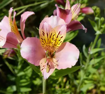 Alstroemeria 'Parigo Charm'