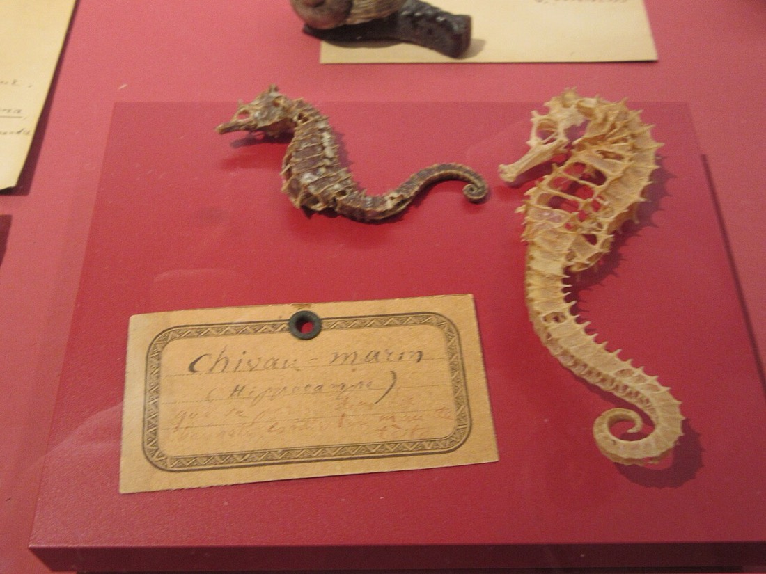 A sea-horse