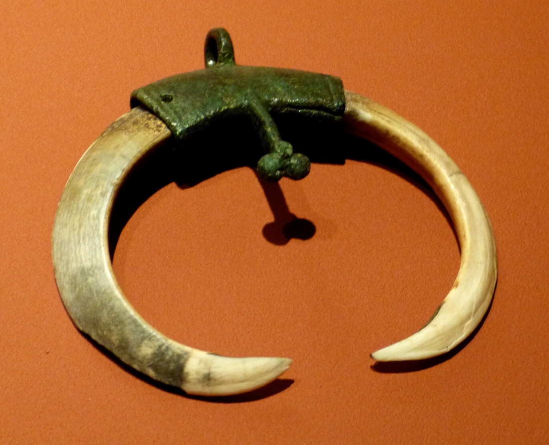 Boar's tusk in a bronze mount