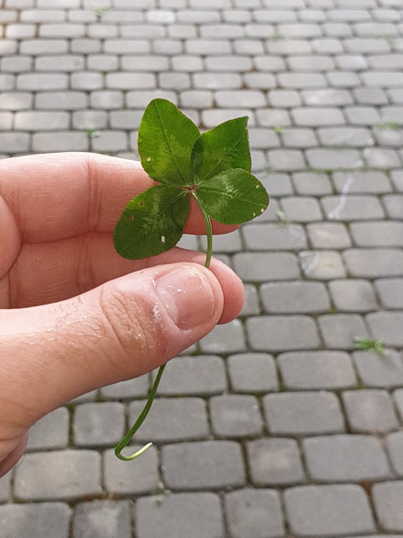 A four-leaf clover